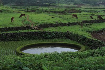 Monsoon rain over Maharashtra.