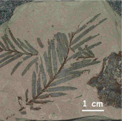 A fossil leaf of the kevda family. The Assam find pushed the group's record back by tens of millions of years.