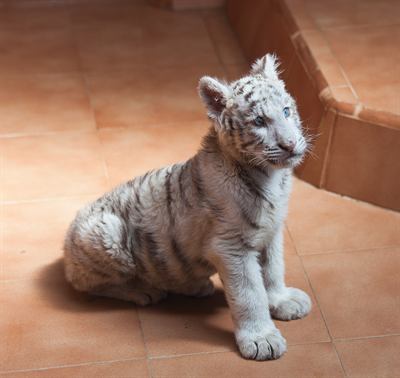 A tiger in a zoo enclosure. The review concerns wild populations across India's reserves.