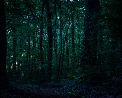 Glow worms in the dark. Firefly habitat is what the monsoon forecasters watch for.